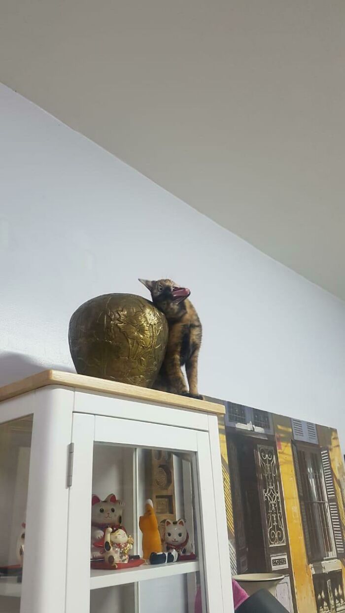 Spent My Life With Cats. Never Had A Torti Until Now. Ok, Now I Understand What Y’all Are Taking Bout…