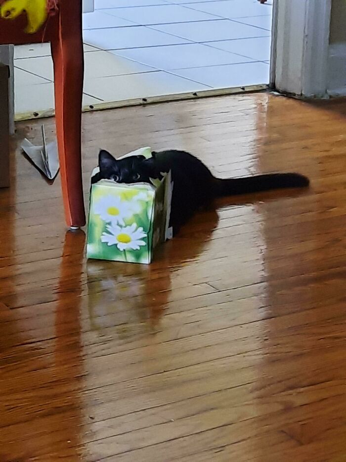 Mac Likes To Shove His Face Into His Tissue Box