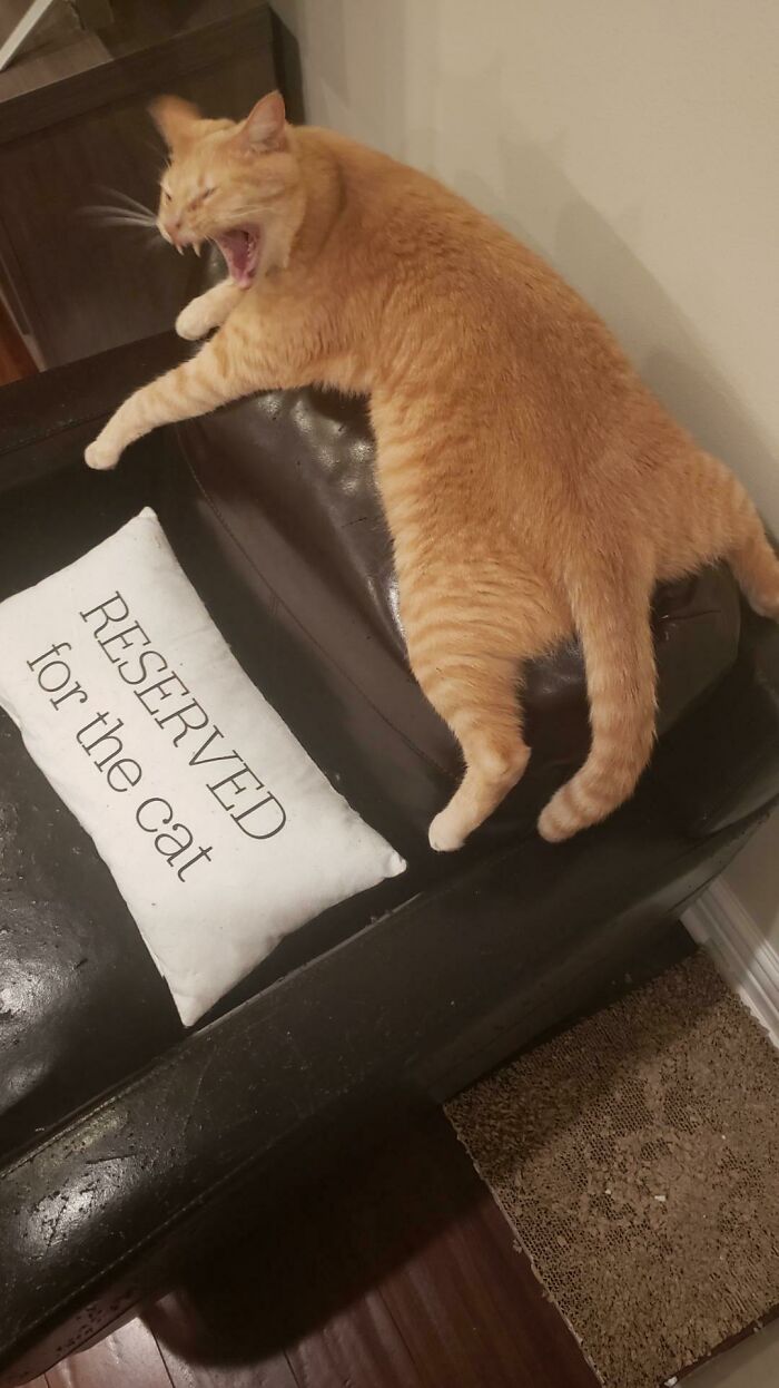 Ma! I Told You It's Reserved For The Cat, See!