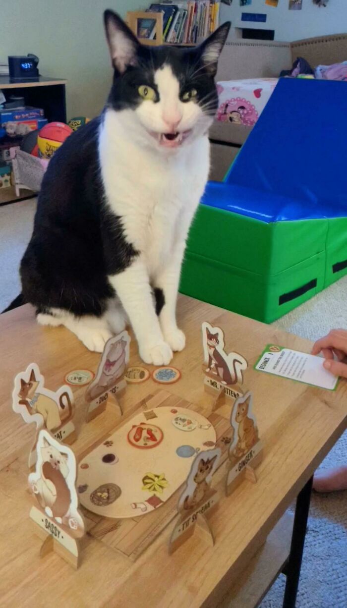 The Game Is Called "Cat Crimes" I Think We All Know Who's Guilty