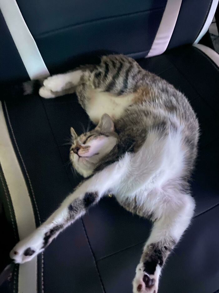 Something Wrong With New Cat When She Sleeps…