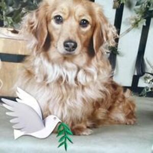 angelacoleman avatar