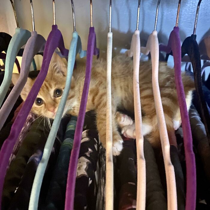 Esta trampa inusual encontró una víctima