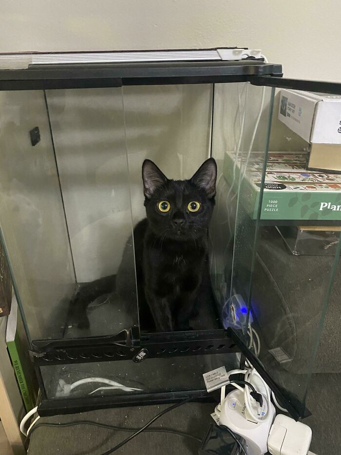 Puede que necesite un terrario más grande para esta lagartija