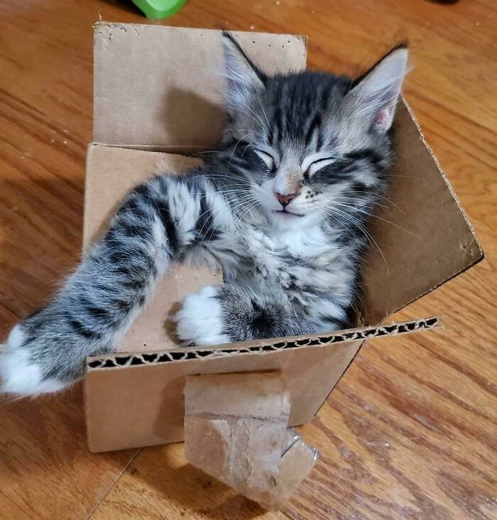 Hercules quedó atrapado y, luego, se durmió