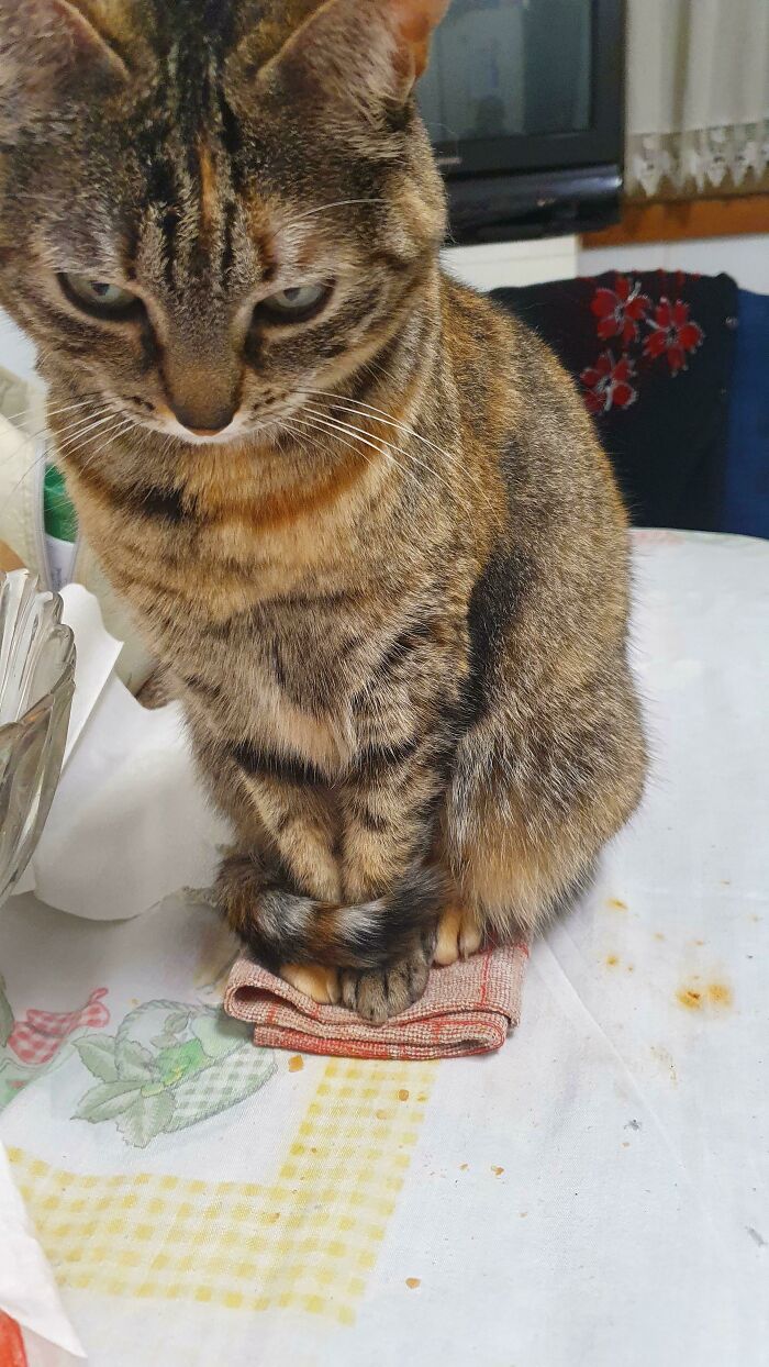 Sé que no es una caja, pero ¡a mi gato le encanta sentarse en los trapos de cocina!