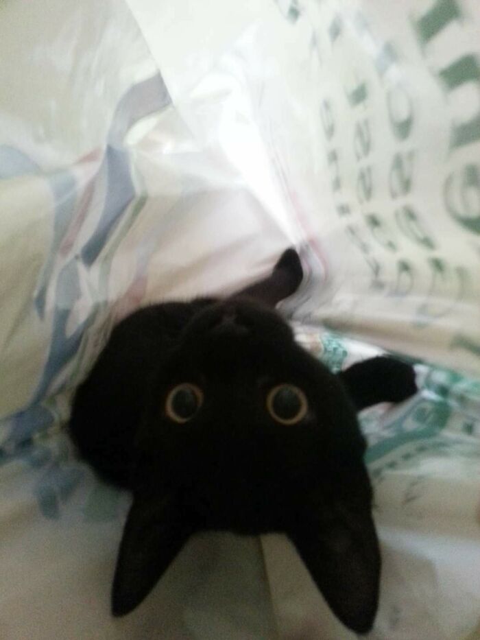 Well.. We Wanted A Void Anyway (Just Joking, We Got Her Today. But She Loves The Bag)