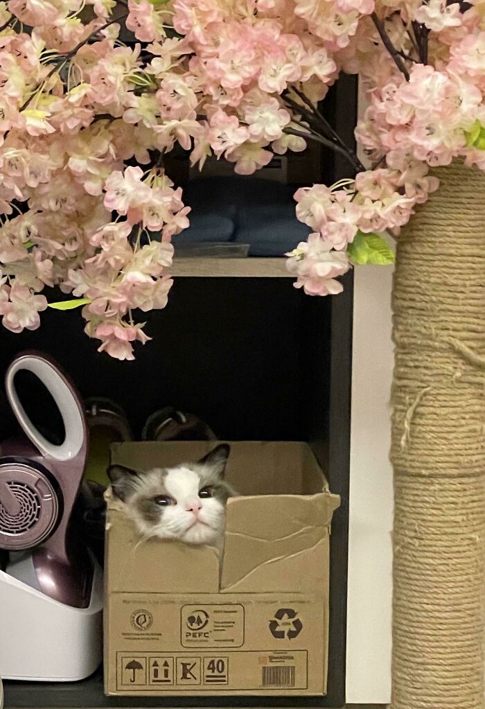 Peekaboo! I Caught You