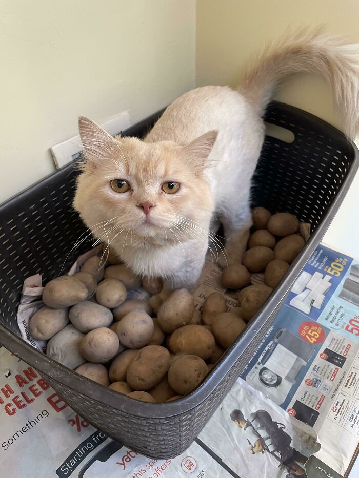 Esa es una patata extraña