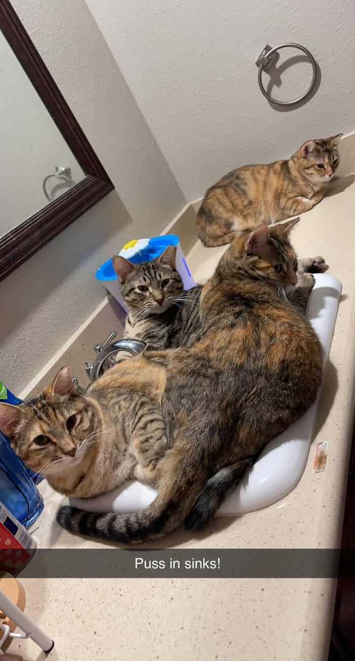 Extra Effective Cat Trap