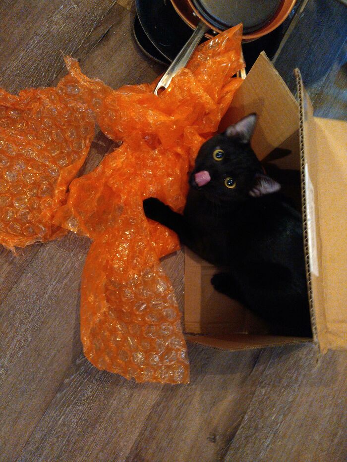 My Cat Trap Caught A Jellybean!