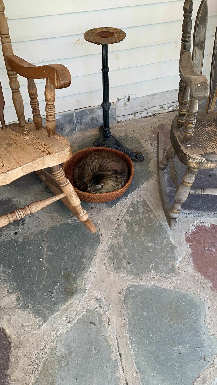 My Sisters Cat Frank Snoozing In A Basket (He Is Only Allowed Outside With Supervision)