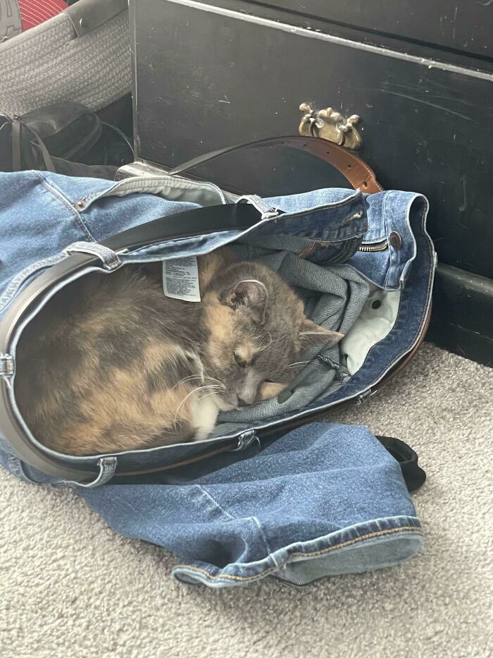 Mis vaqueros son una trampa para gatos sorprendentemente efectiva