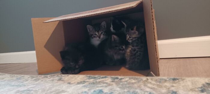 Puede que mi trampa para gatos sea demasiado efectiva