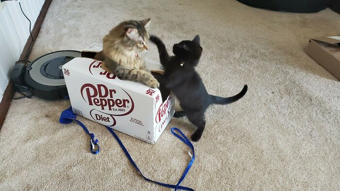 Whack-A-Cat Role Reversal - The Kitten Gets Revenge