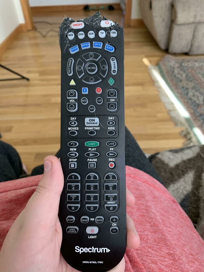 I Didn’t Give My Dogs A Treat And They Got Revenge