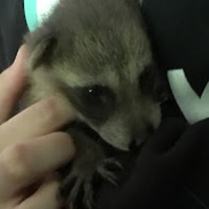 matayabushell avatar