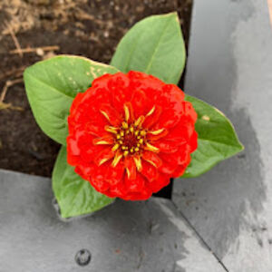 braeydynmarreck avatar