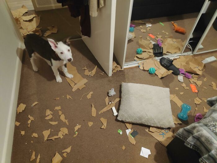 This Is What Happens When You Go To The Shop For 10 Minutes And Leave A Dog Alone At The House