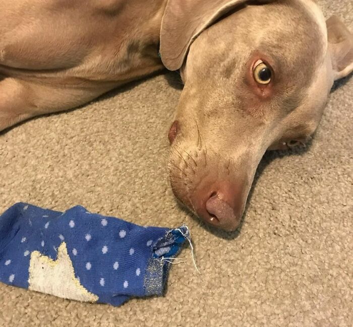 "Got My Revenge On The Human Sibling - Ate Her Brand New Sock"