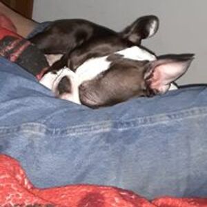 hellomesquito avatar