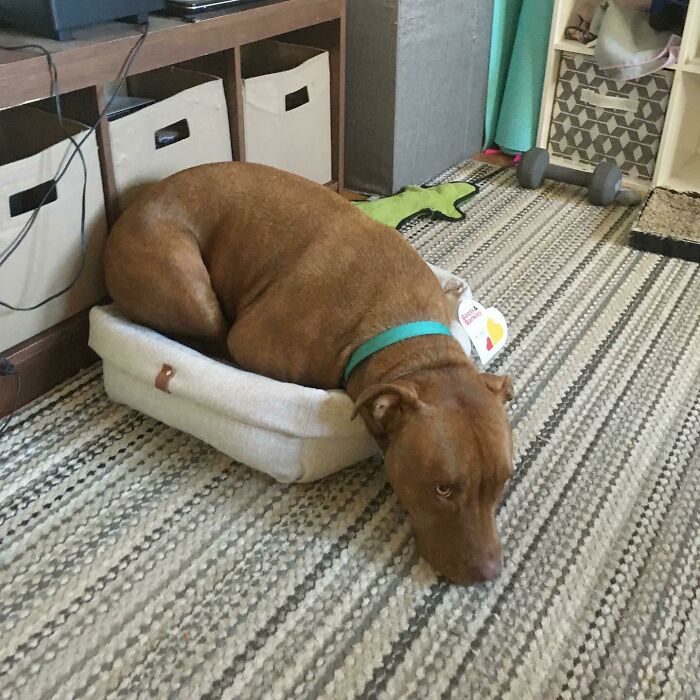 Revenge For The Stolen Dog Bed