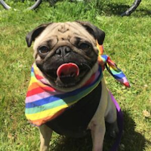 alannabooplesnoot avatar