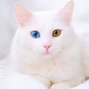 nadhrahchowdhury avatar