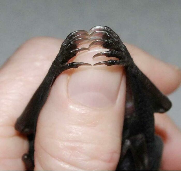 Bat Toes Are Specially Designed To Relax In A Locked Position. This Means That When Bats Are Clinging On To The Roof Of A Cave Or Tree, They Are Actually Relaxing Their Feet