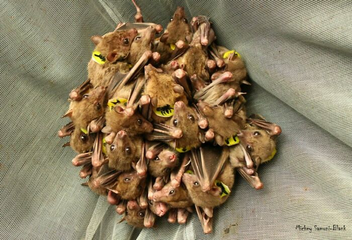 Investigadores de la Universidad de Tel Aviv descubrieron que los chillidos de los murciélagos no son aleatorios. En realidad, discuten entre ellos. Incluso utilizan diferentes tonos de voz mientras "hablan" con diferentes individuos