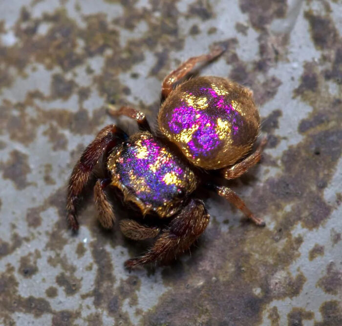 El macho de la araña saltadora púrpura-oro (Irura bidenticulata) se reconoce por su llamativo y brillante cuerpo con patrón magenta-oro. Se descubrió en 2011 en el sudeste asiático. La araña saltadora púrpura-oro suele medir entre 5 y 6 mm. No se considera dañina para los humanos