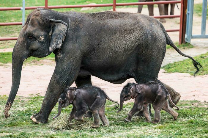 Asian Elephants Will Gestate Young For 18 To 22 Months. Meaning They Have One Of The Longest Pregnancy Of Any Land Animal, Only Rivaled By African Elephants. They Typically Only Have One Calf, But For A Female At The Rosamond Gifford Zoo In New York, She Was Carrying Double The Cuteness!