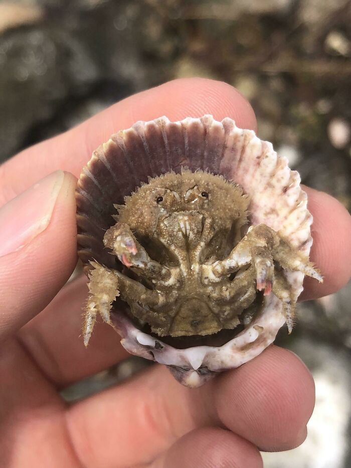 Granulate Shellback Crab. Lil’ Pancake Cousin To The Hermit Crab, Makes Its Own Armor Out Of An Old Bivalve Shell!