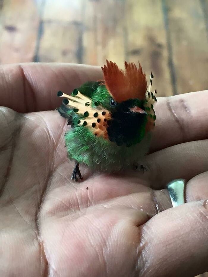 La coqueta moñuda es un colibrí que se reproduce en el este de Venezuela, Trinidad, Guayana y el norte de Brasil. El macho, fotografiado aquí, tiene una cresta en la cabeza de color rojizo y un dorso verde cobrizo con una banda blanquecina en la grupa que es prominente en el vuelo. Las coquetas moñudas son conocidas por ser bastante accesibles