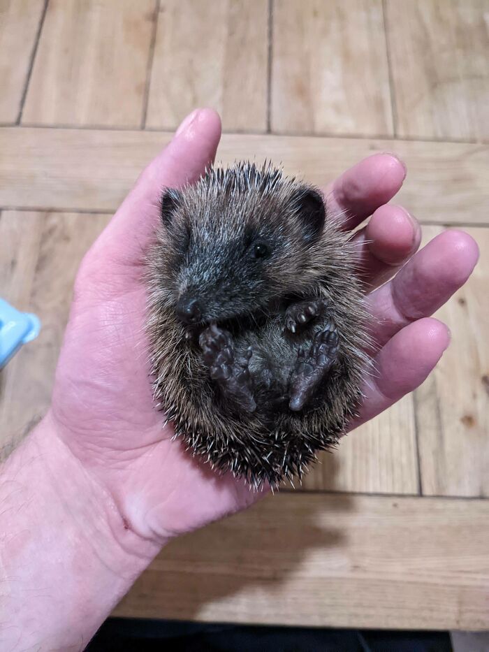 Young Hedgehogs Have To Learn How To Fully "Ball Up" As They Grow, It Isn't An Immediate Process But An Important Step In Their Development