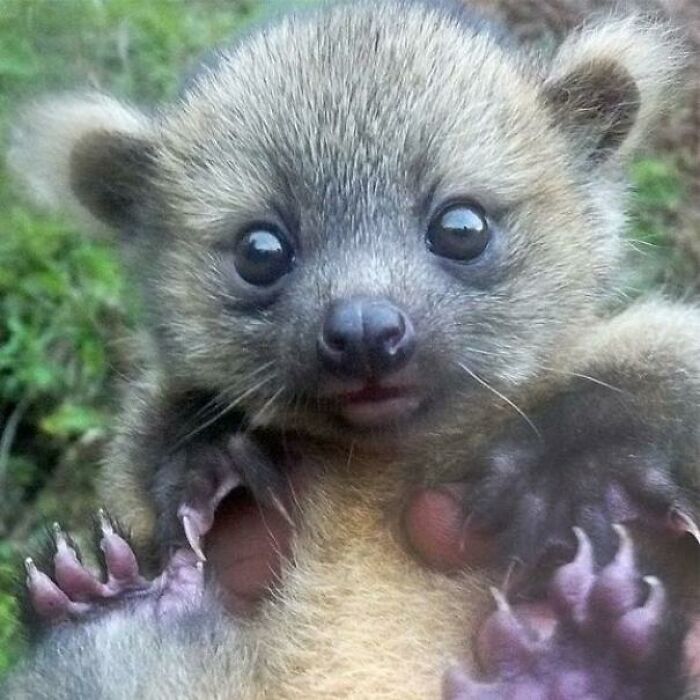 El olinguito (Bassaricyon neblina) fue noticia en todo el mundo cuando los científicos anunciaron su descubrimiento en 2013, un acontecimiento notable ya que fue el primer carnívoro descrito en el hemisferio occidental desde la década de 1970. Es nativo de los bosques de Colombia y Ecuador. Esta es una foto de una cría de Olinguito