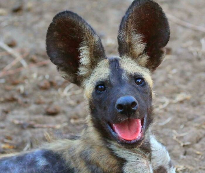 African Wild Dogs Hunt By Approaching Prey Silently, Then Chasing It At Up To 66 Km/H For 10-60 Minutes. On Average, The Chase Covers Around 2 Km. They Have A Hunting Success Rate Of 60-90%, Making Them More Consistently Successful Than Lions Or Hyenas. (Photo Credit: Mark Nicholson - Instagram)