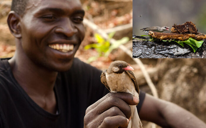 The Greater Honeyguide (Indicator Indicator) Is A Bird That Guides Both People And Honey Badgers To Bee Hives. It Approaches, Makes Distinct Calls, And Flutters In The Direction Of The Beehive. It Will Do So Until It's Followed And The Hive Is Cracked Open So It Can Eat The Beeswax
