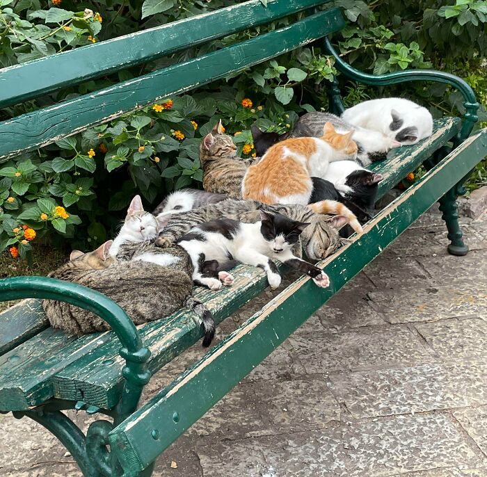 Cats Sleeping On A Bench In Whidbey Island, WA. I Had To Stop And Take A Picture On My Walk