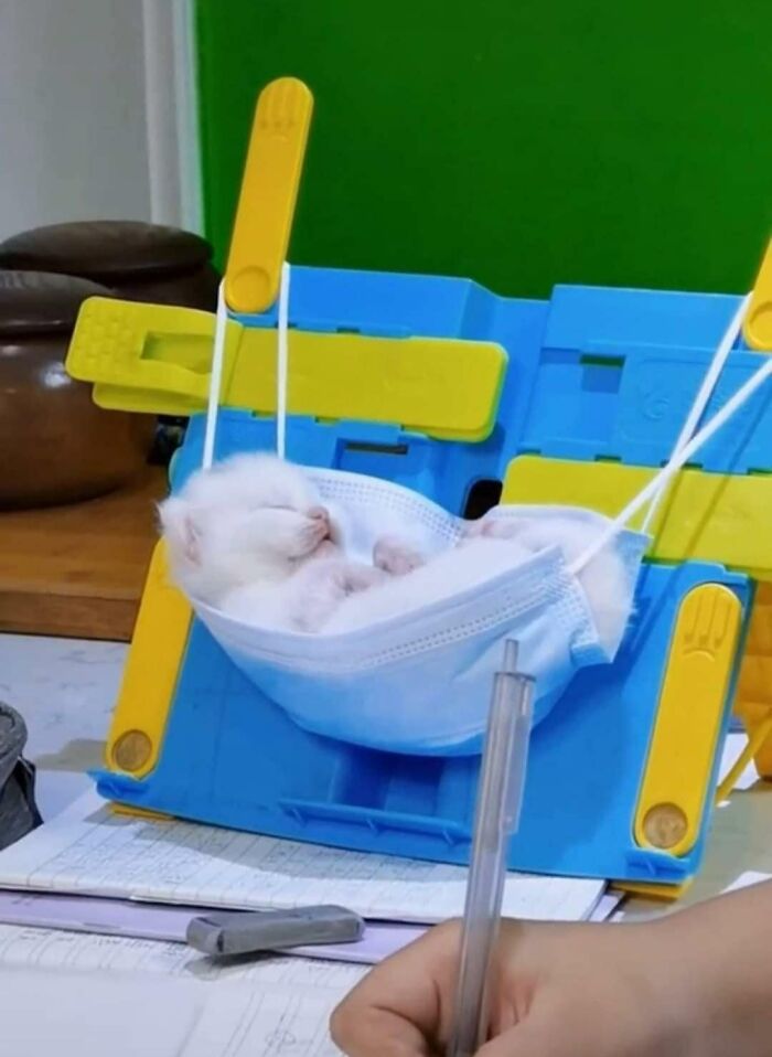 Smol Criminal Taking A Nap