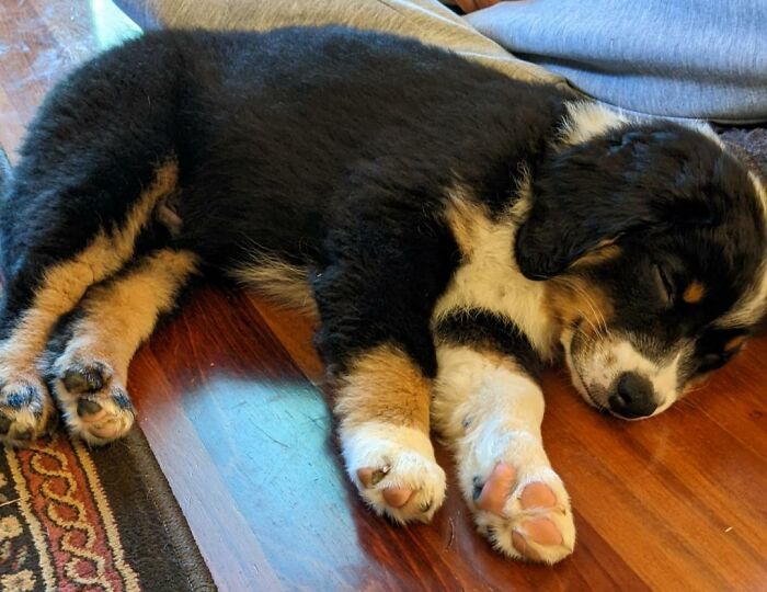 He Barked At A Coffee Bean On The Floor For 10 Minutes And Is Now Ready For His "Nap Of Champions"