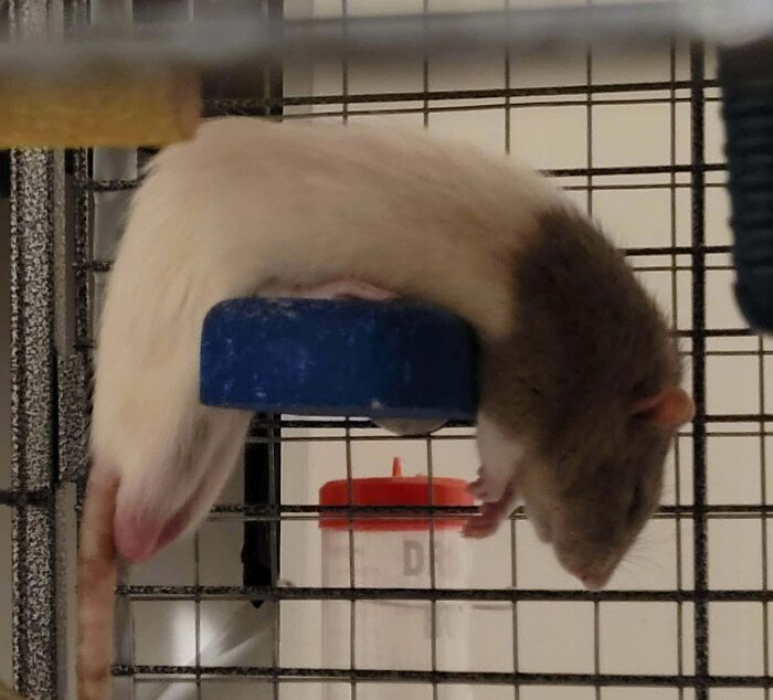 His Favorite Sleeping Position