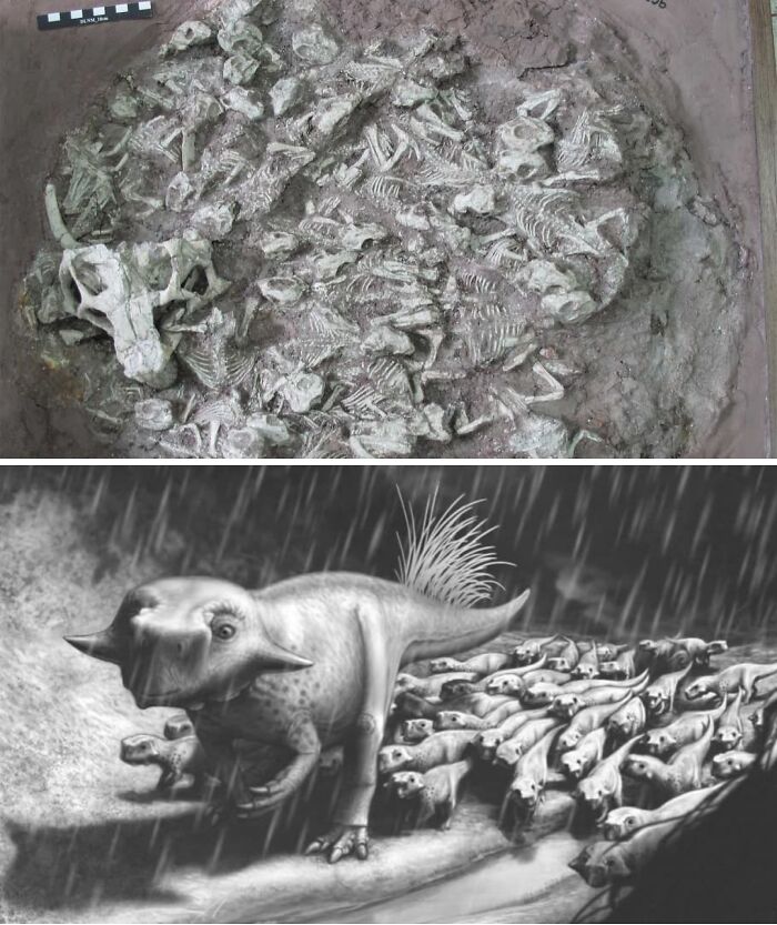 This Is The Astounding ‘Babysitter’ Bone Bed Containing Multiple, Exceptionally Preserved Baby Psittacosaurus Dinosaurs