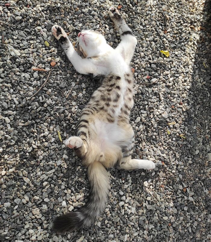 Didn't See Him At Lunchtime, So Looked Around And Found Him Sleeping In The Front Yard