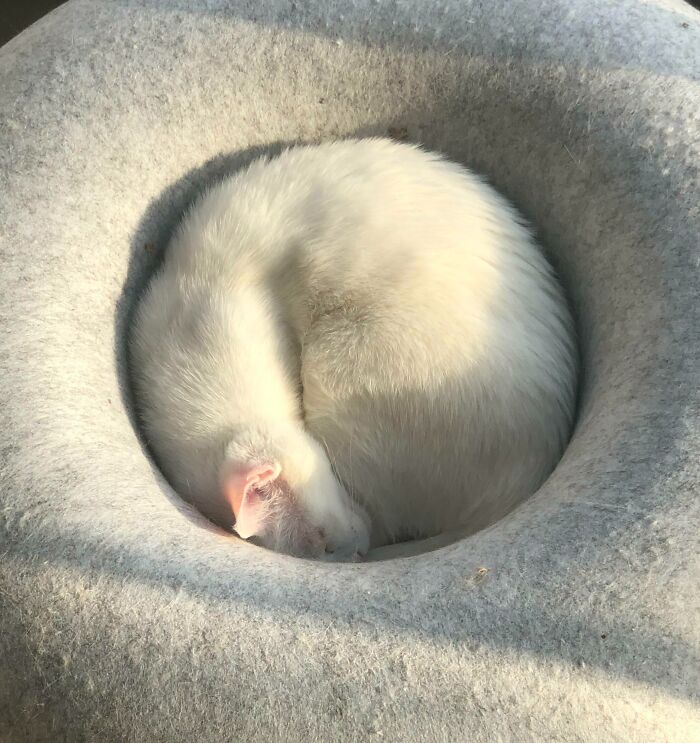 My Friend’s Sleeping Cat