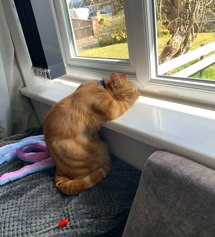 My Boy Eddie Sleeping