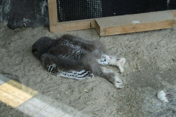 Snow Owls Sleep Like They Have Necked 10 Double Whiskeys And Just Reached Their Bed