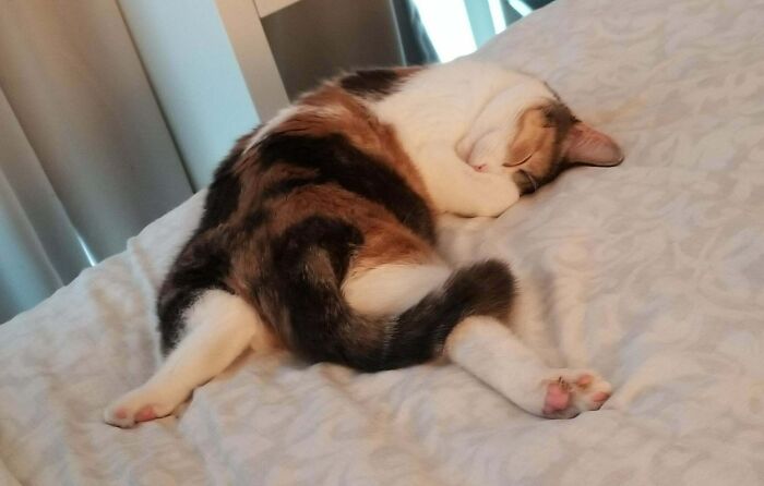 Frejya Only Sleeps In Derpy Positions