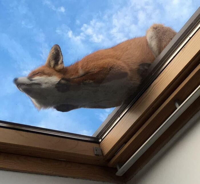 Fox Sleeping On A Skylight