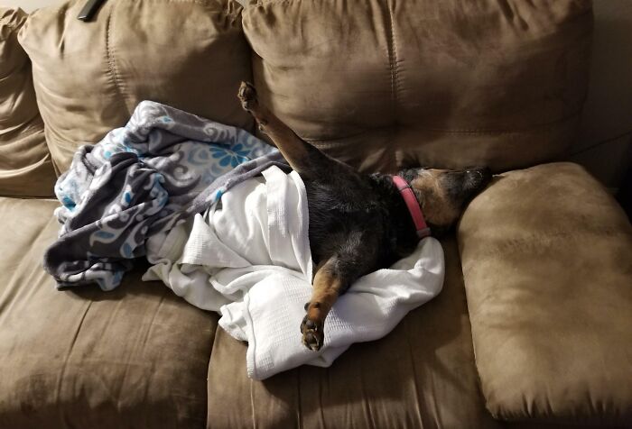 Are Dogs Supposed To Sleep Like This, Or Is Mine Broken?